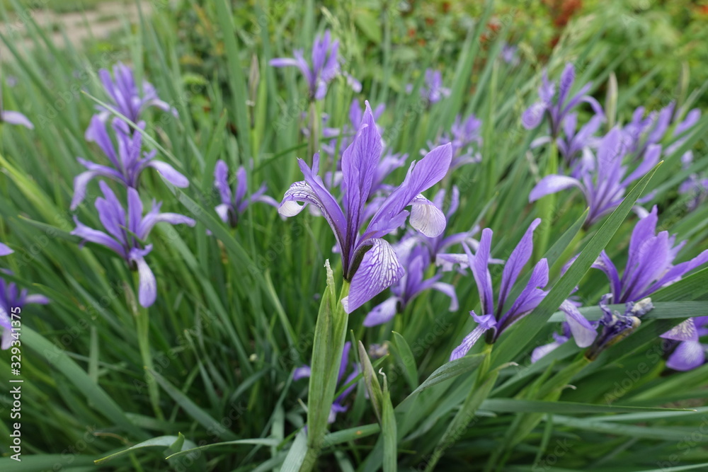 Close shot of violet flowers of Iris sibirica in May Close shot of violet flowers of Iris sibirica in May