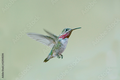 Calliope Hummingbird Selasphorus calliope photo