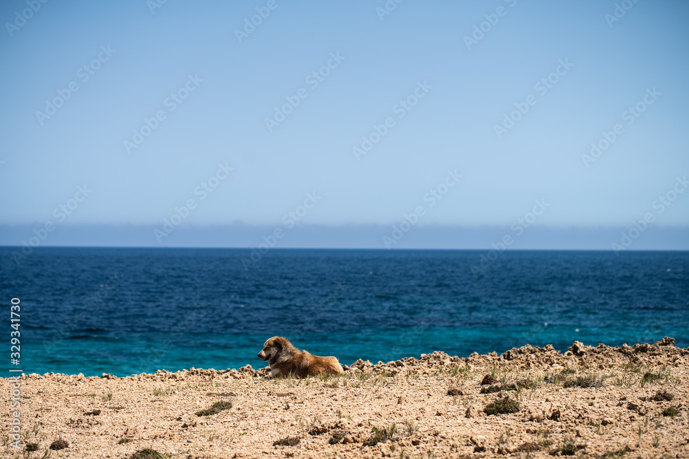 Obraz premium Cap blanc