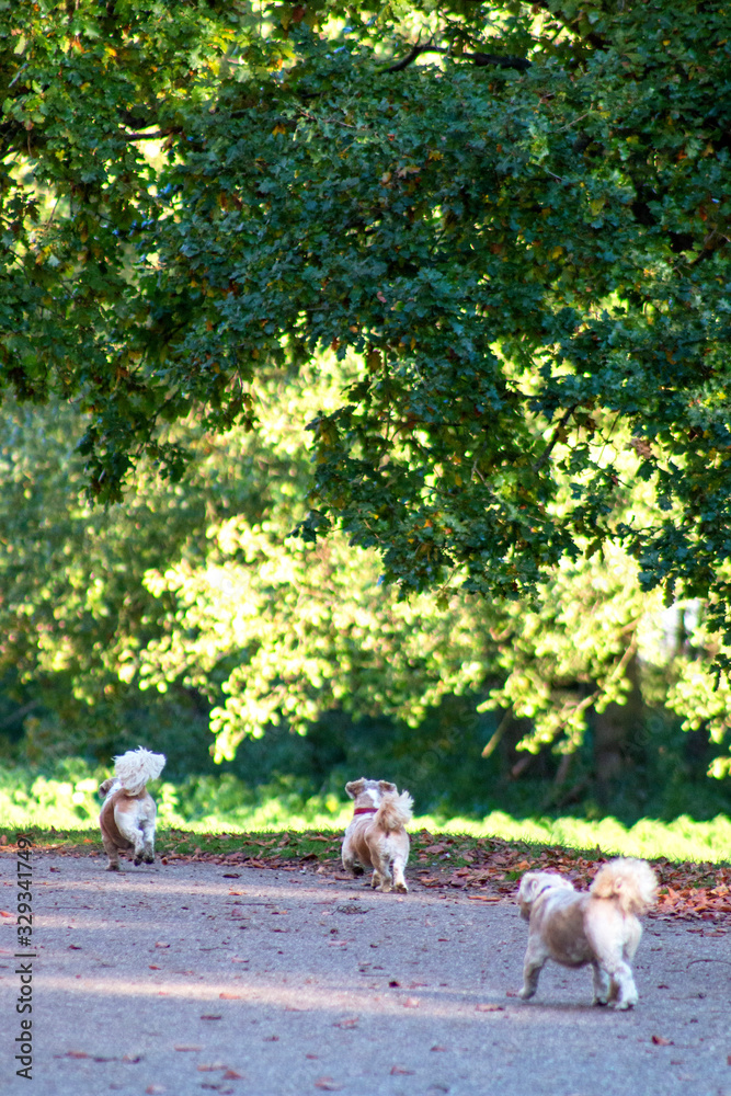 Dog outdoors who are playing, friendly, and alert. Active canine Dog outdoors who are playing, friendly, and alert. Active canine