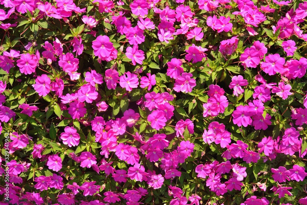 Fototapeta premium Beautiful pink and green flowers background