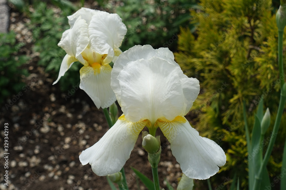 Fototapeta premium Pair of white flowers of bearded irises in May