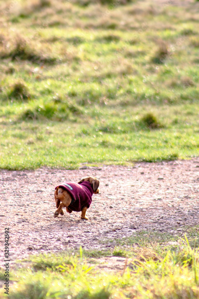 Dog outdoors who are playing, friendly, and alert. Active canine Dog outdoors who are playing, friendly, and alert. Active canine