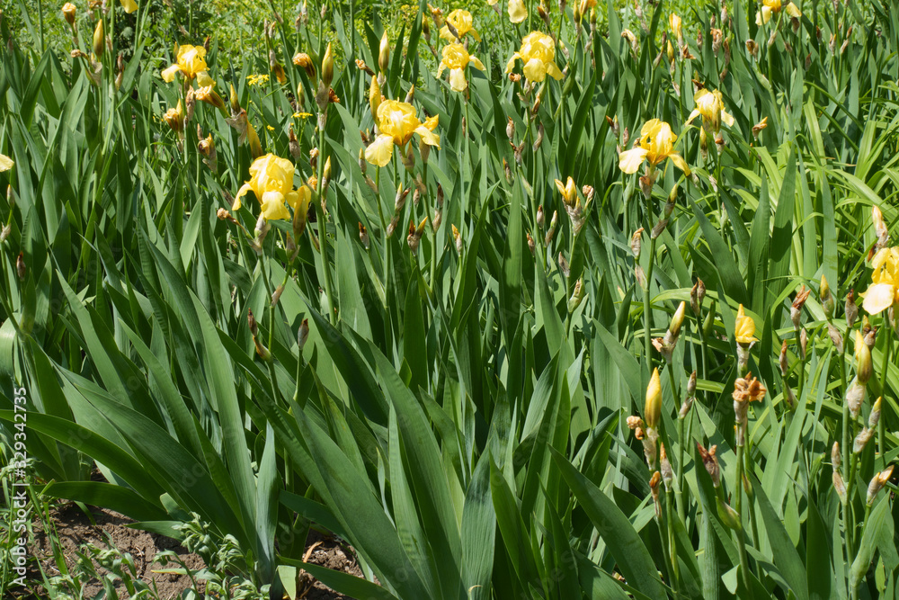 Bright yellow flowers of bearded irises in May Bright yellow flowers of bearded irises in May