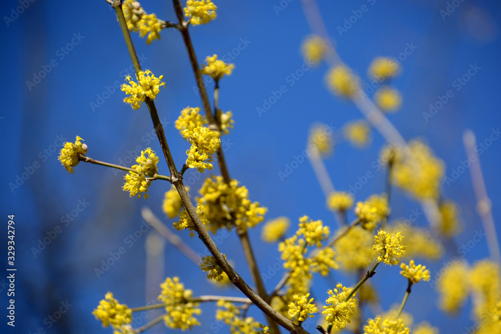 cornelian cherry branch with small yellow flowers in front of blue azure sky, early spring flowers of cornus mas cornelian cherry branch with small yellow flowers in front of blue azure sky, early spring flowers of cornus mas