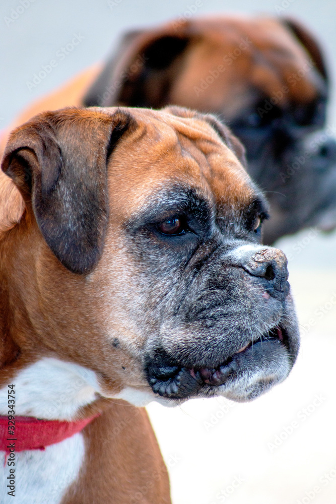 Dog outdoors who are playing, friendly, and alert.  Active canine