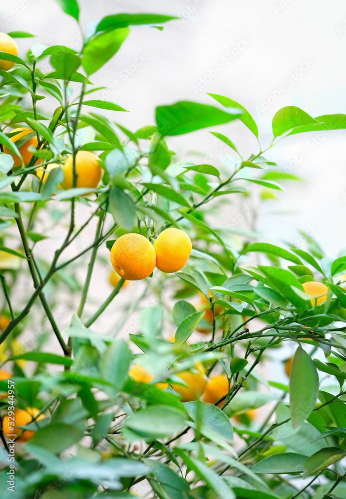 Mandarin fruit on a tree. Branches with fruits, tangerine trees. Orange garden, summer background.