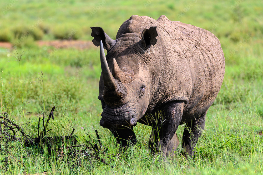 Obraz premium Lone African rhinoceros bull standing motionless while staring into the distance