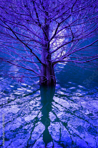 Standing tree in the water