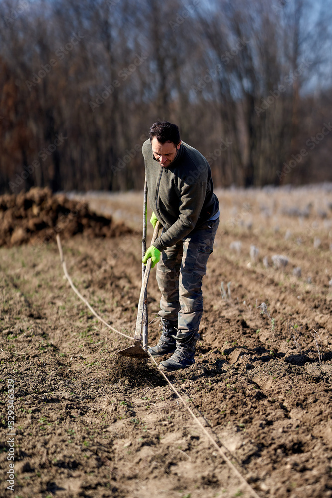 Farmer working lavender field Farmer working lavender field