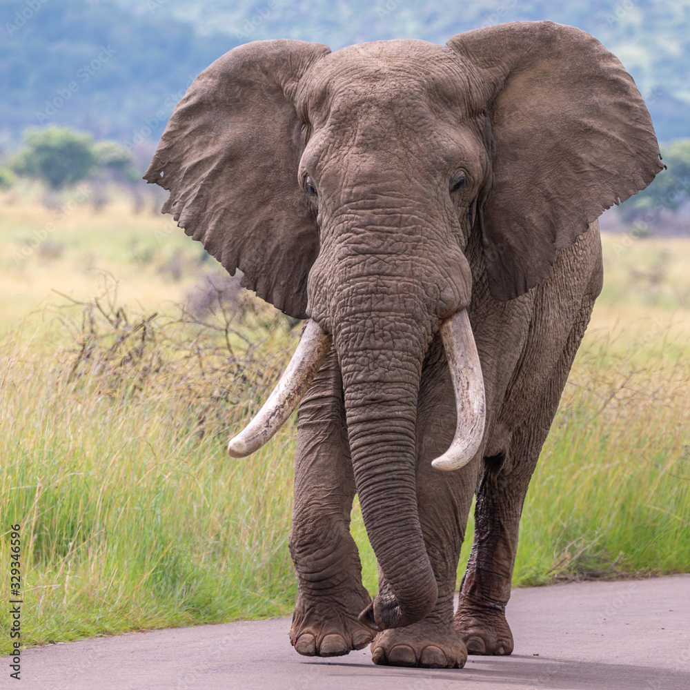 Fototapeta premium African bull elephant in musth strolling down the road