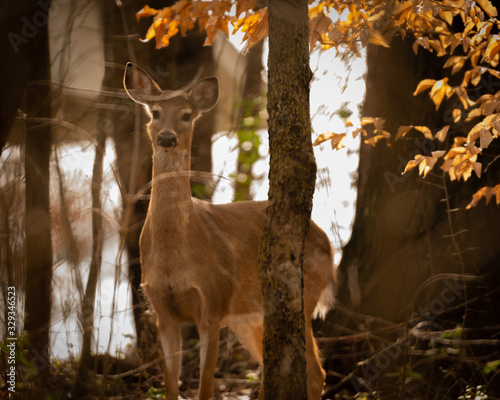 Whitetail deer in woods