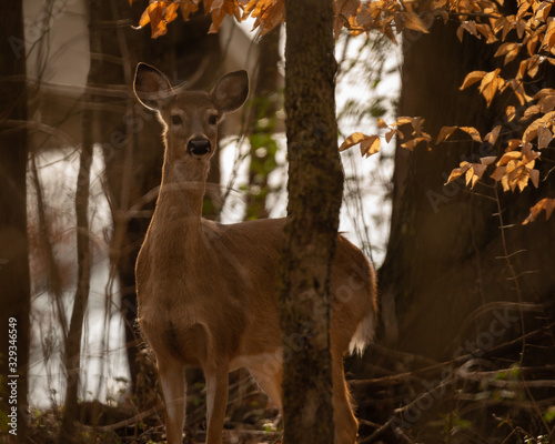 Whitetail deer in North Carolina