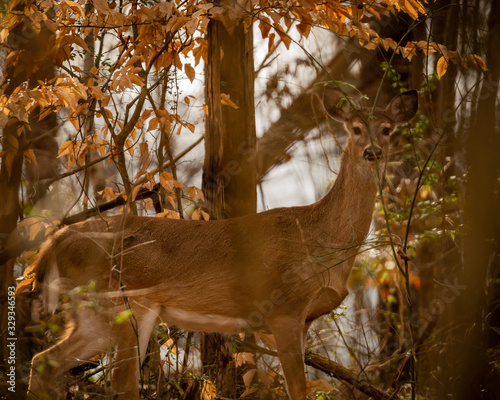 Whitetail deer
