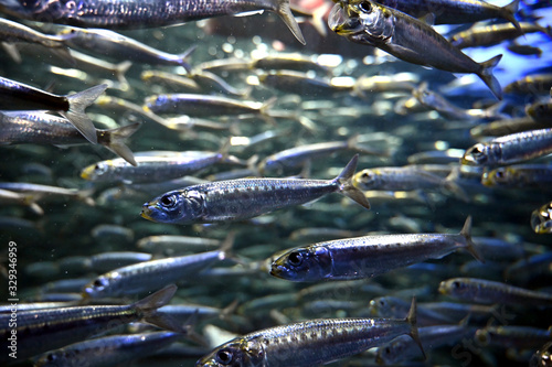 マイワシの大群によるイワシ玉の集団風景