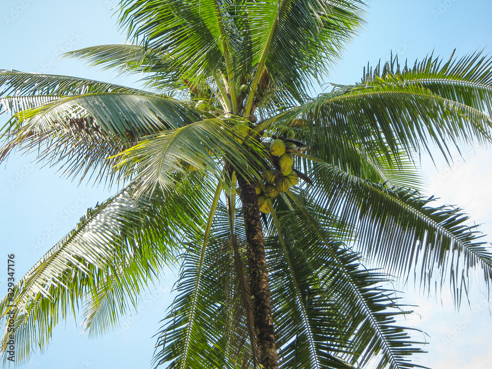 View of large branches of palm with cacos in the jungle