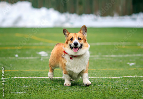dog puppy Corgi fun runs and plays on the sports green area