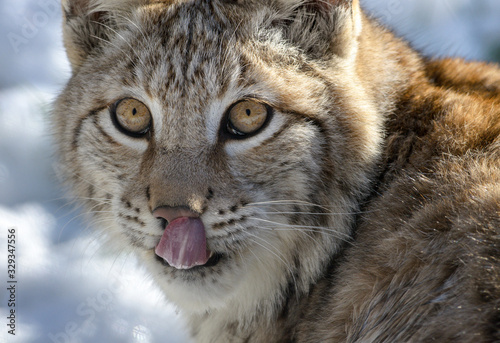 Junger Eurasischer Luchs