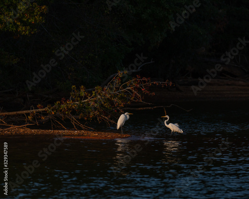 Two Great Egrets on High Rock Lake