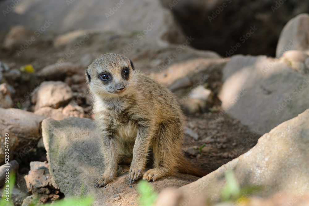 Naklejka premium Junges Erdmännchen