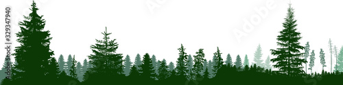 high green fir trees forest panorama isolated on white