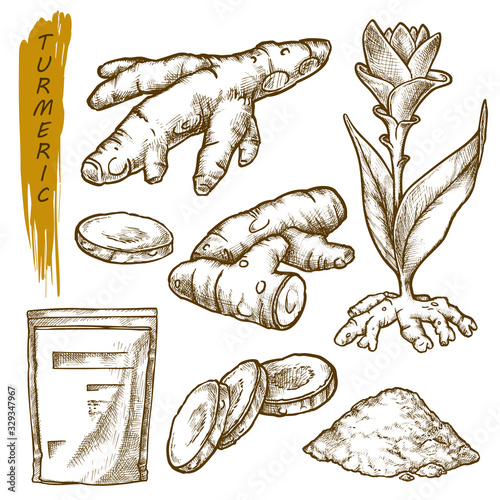 Sketch of turmeric curcuma, spice seasonings root
