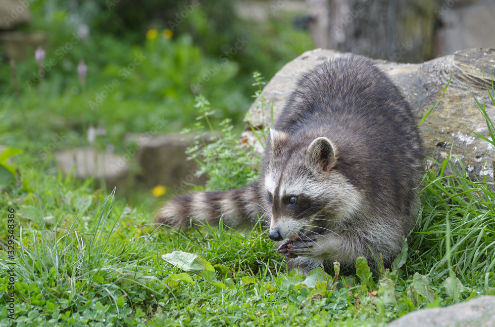 Naklejka premium Nordamerikanischer Waschbär beim fressen