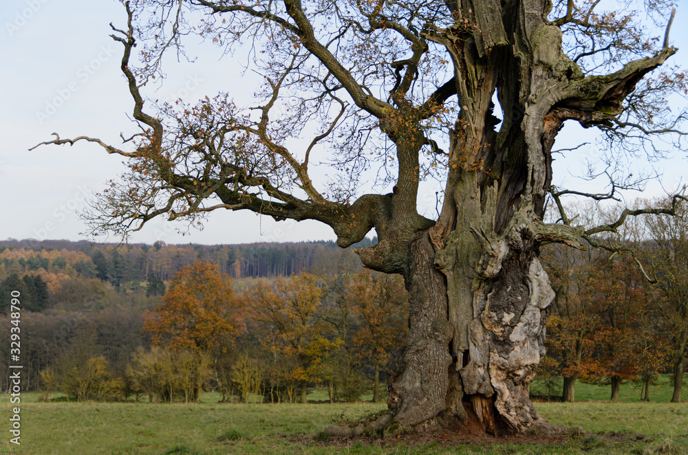 Alte Huteeiche bei Beberbeck im Reinhardswald Alte Huteeiche bei Beberbeck im Reinhardswald