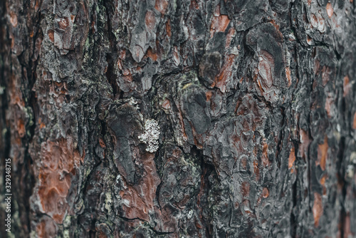 spectacular old tree bark texture