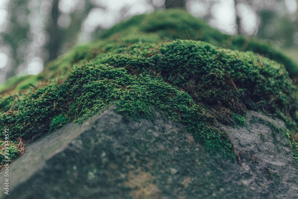 gorgeous green moss on the rocks and trees in the forest gorgeous green moss on the rocks and trees in the forest