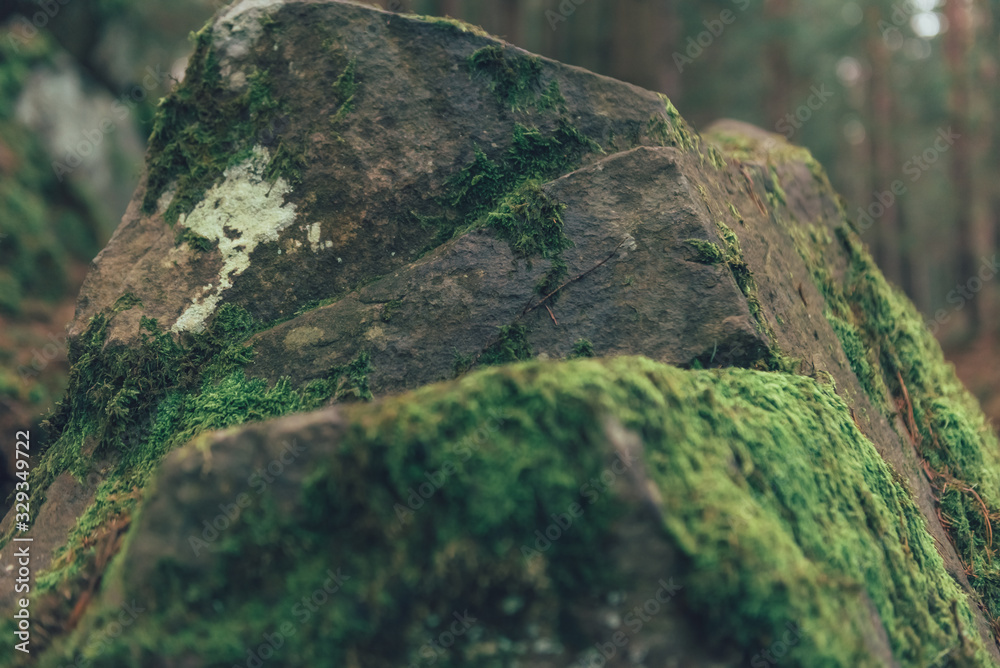 gorgeous green moss on the rocks and trees in the forest gorgeous green moss on the rocks and trees in the forest