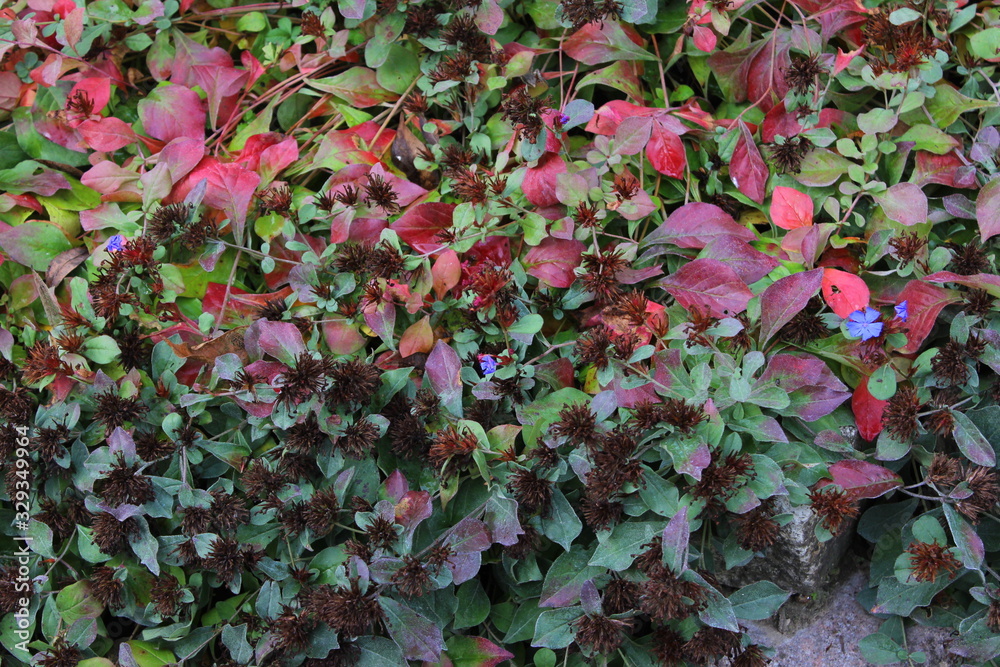 Fototapeta premium Orto botanico