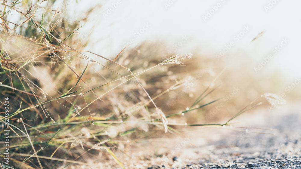 Obraz premium Abstract nature landscape with plant and grass outdoor under sunset. Natural green background with copy space.