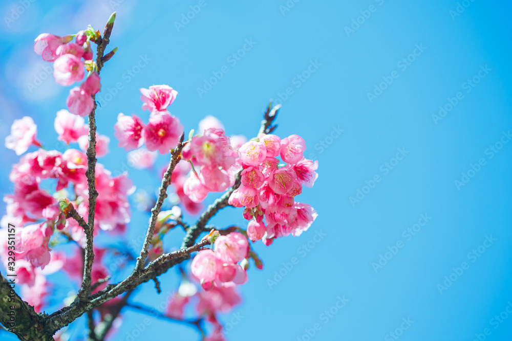 Beautiful  Pink Cherry Blossom on nature background , Sakura flower