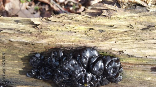 Forest mushrooms on a tree trunk. Exidia is a genus of fungi in the family Auriculariaceae. photo