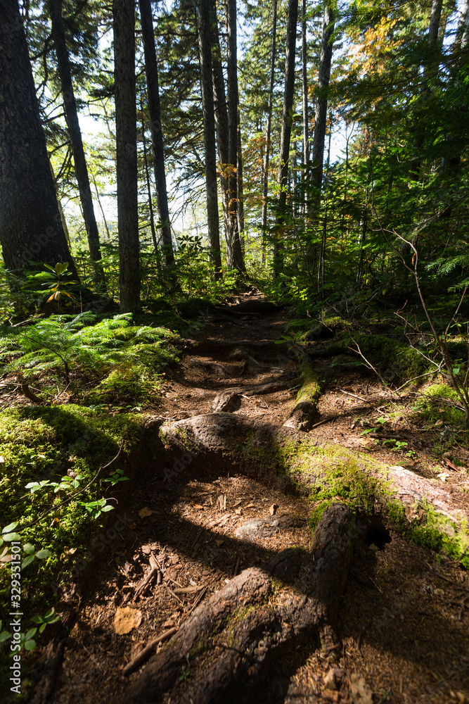 Naklejka premium 日本・北海道東部の国立公園、オンネトーの散策路