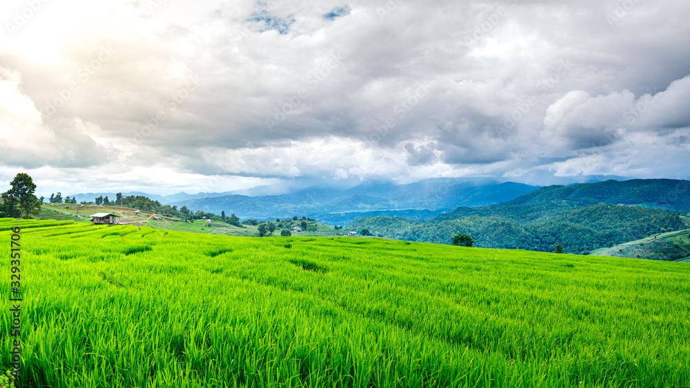 Terraced green rice paddy field in cloudy day , Chaingmai  , Thailand