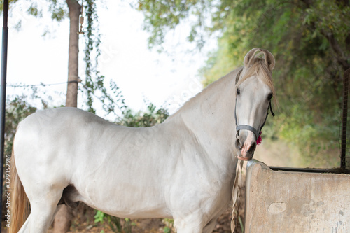 feeding white Marwari stallion. Indian authentic horse breed. Ahmedabad, Gujarat. India