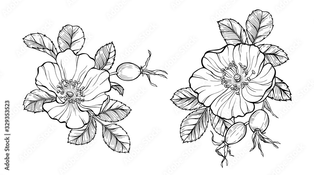 Plakat Wild rose flowers and berries, line art drawing. Outline vector illustration isolated on white background