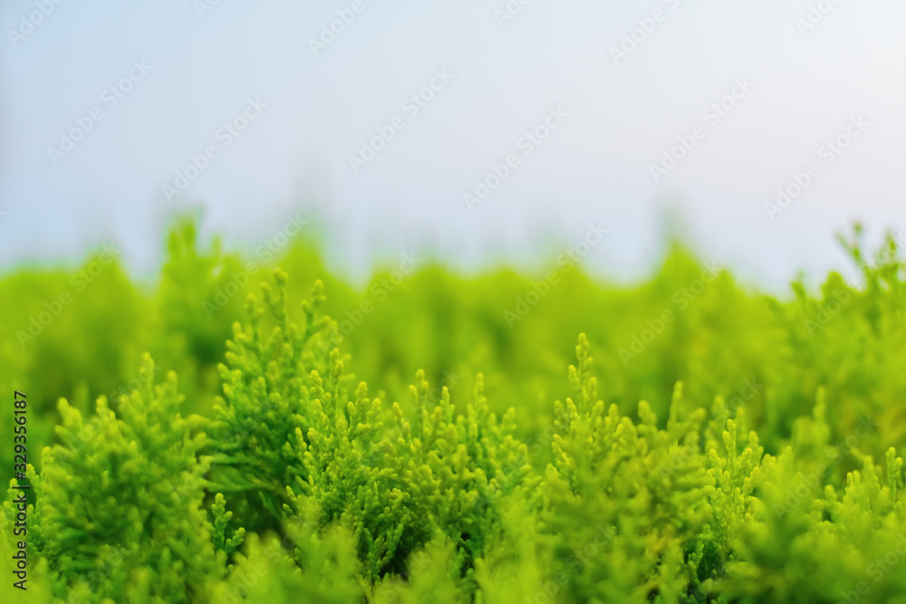 Bright green leaves close up on a blur sky background Bright green leaves close up on a blur sky background