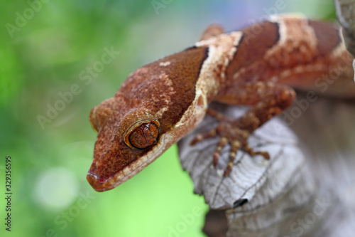 giant ring tailed gecko, irianjayaensis lizard photo