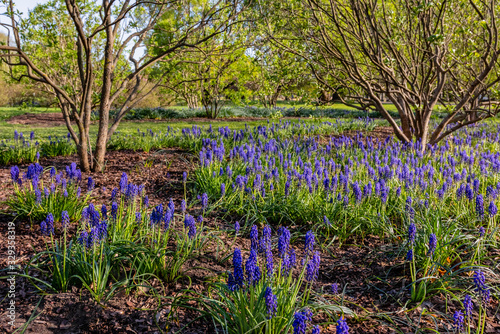 Muscari flowers, Muscari armeniacum, grape hyacinth blue spring flowers in park greenery on natural background photo