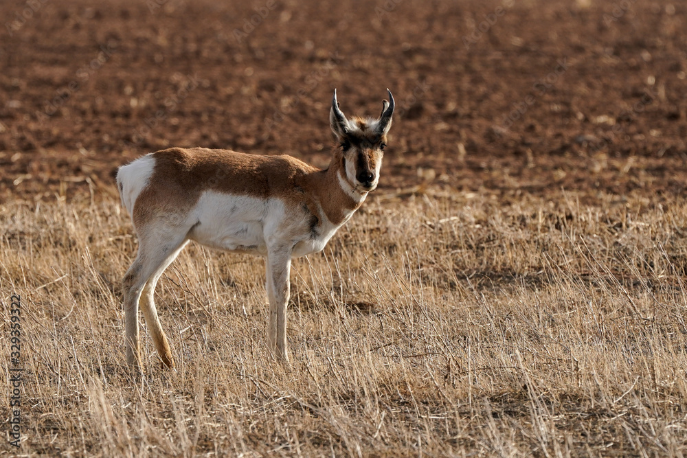 Pronghorn Portrait