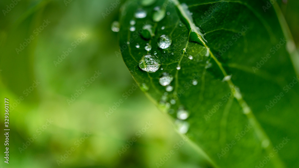 Water drops on green leaf background - obrazy, fototapety, plakaty 
