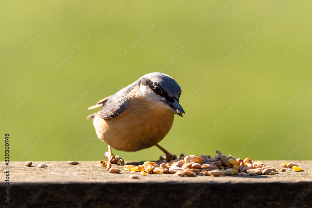 Naklejka premium Eurasian Nuthatch feeding against a clear green background.