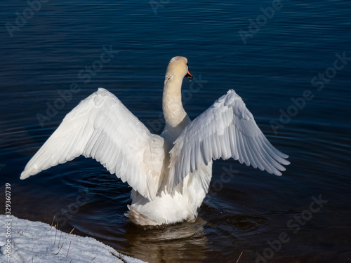 A beautiful mute swan streaching out its wings with dark blue winter lake background on a sunny day. View from the back photo