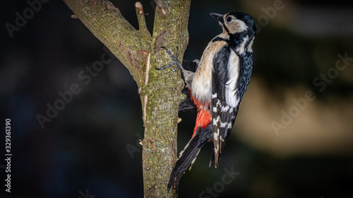 Buntspecht photo
