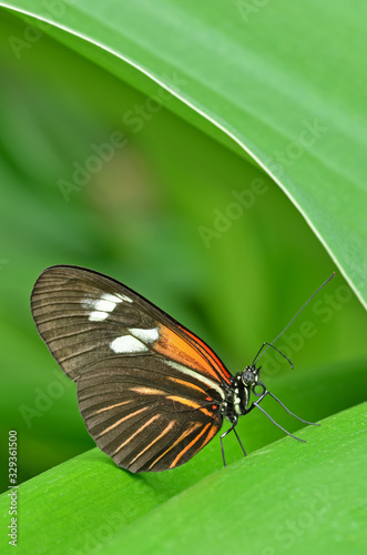 Photography Close-up of a Postman (Heliconius melpomene) butterfly perched in leaves