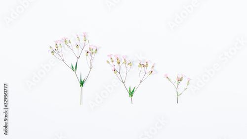 Gentle pink flower sprigs of different size