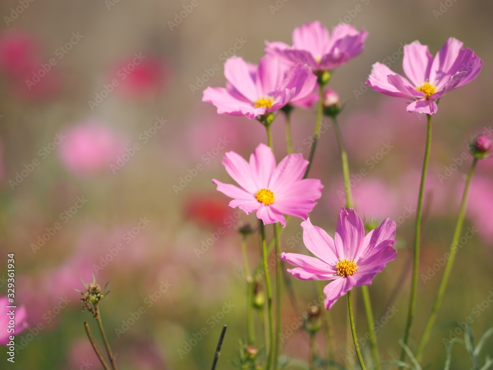 Pink Sulfur Cosmos, Mexican Aster flowers are blooming beautifully in the garden, blurred of nature background Pink Sulfur Cosmos, Mexican Aster flowers are blooming beautifully in the garden, blurred of nature background